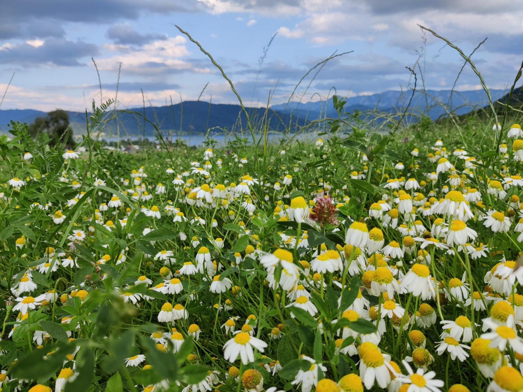 Pension Holzapfel St Georgen im Attergau Bagian luar foto