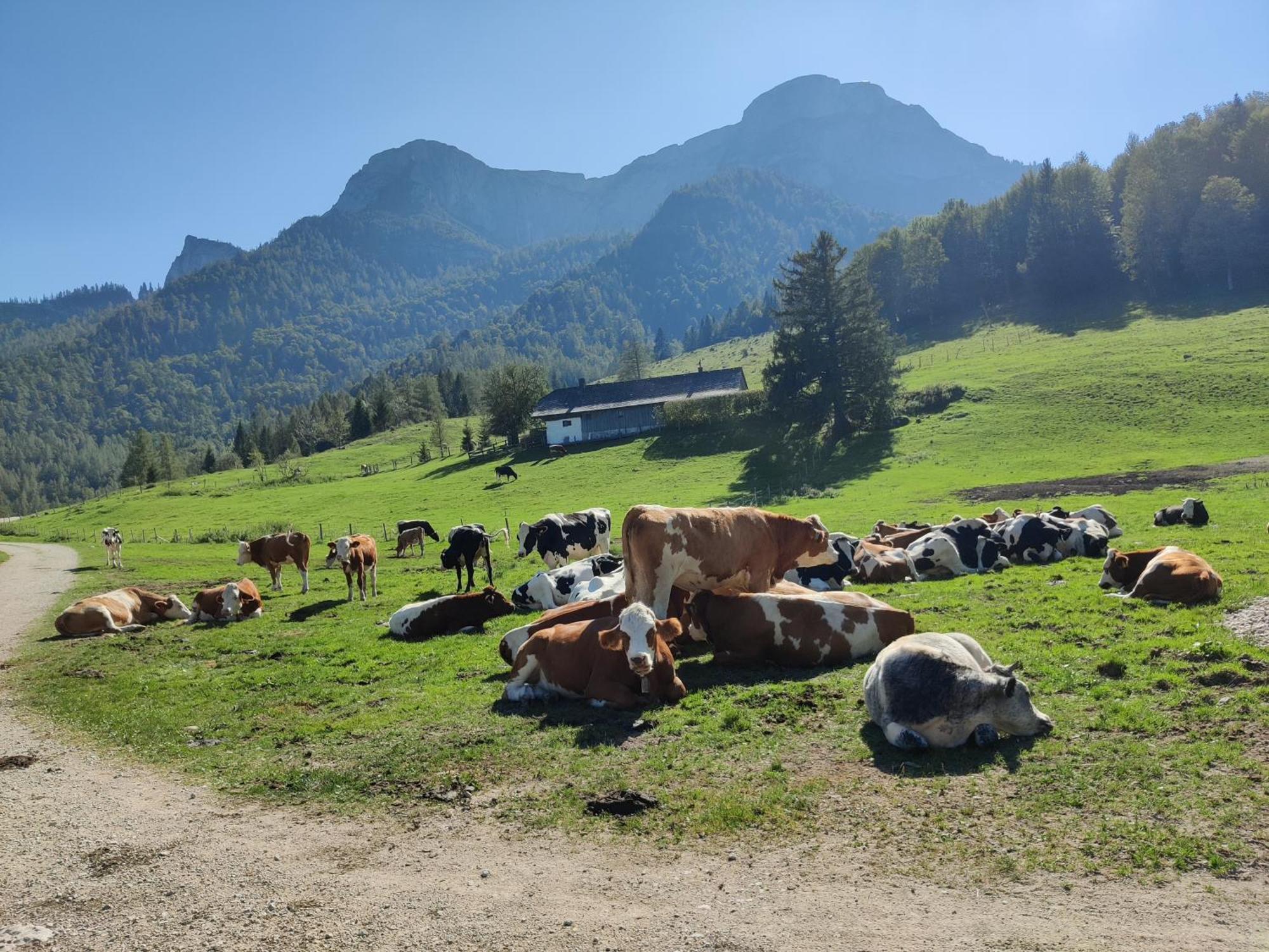Pension Holzapfel St Georgen im Attergau Bagian luar foto