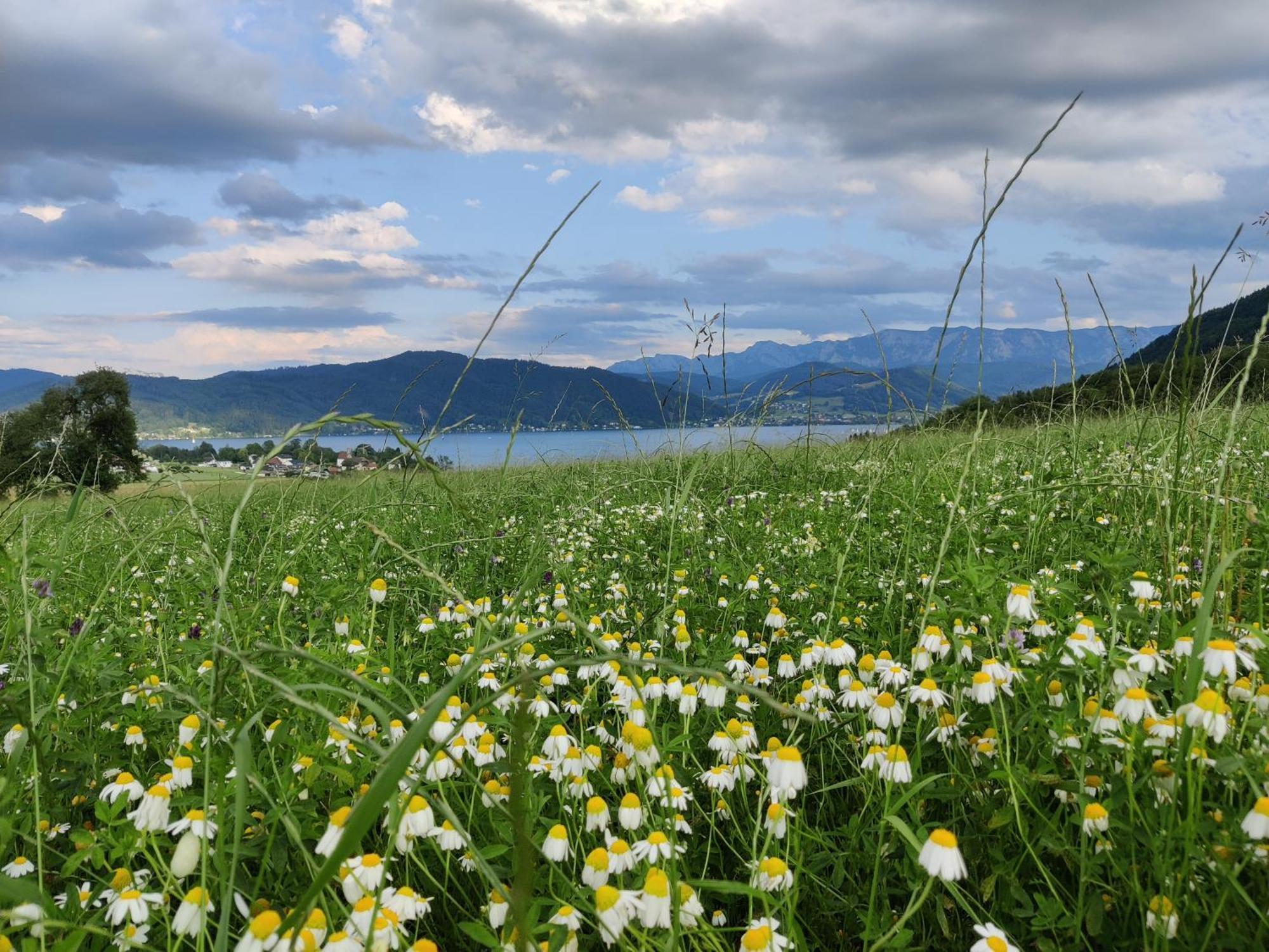 Pension Holzapfel St Georgen im Attergau Bagian luar foto